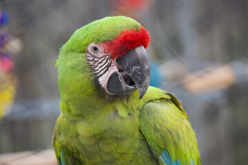 Macaw in capativity