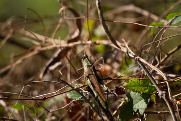 Obscure Bird Grasshopper