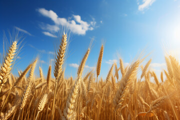 Fototapeta premium wheat field on a sunny day
