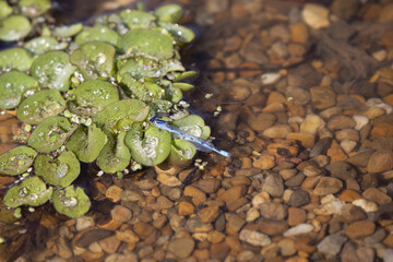 Familiar Bluet Damselfly