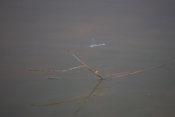 Orange and Familiar Bluets