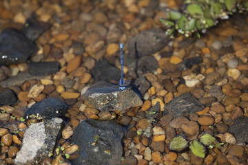 Familiar Bluet Damselfly
