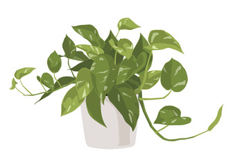 Devil's ivy in a pot, houseplant, Vector cartoon style, houseplant, Ornamental plant