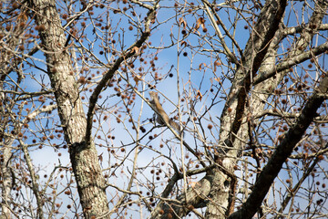Eastern Gray Squirrel