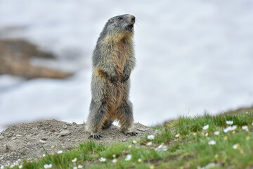 Cute alpine marmot or groundhog (Marmota marmota) standing on its leg in a snowy meadow with some grass and white flowers, wistling after ibernation on springtime, Alps Mountains, Italy. 