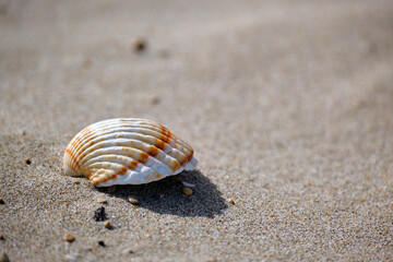 Macro detail of a single clam on the beach.