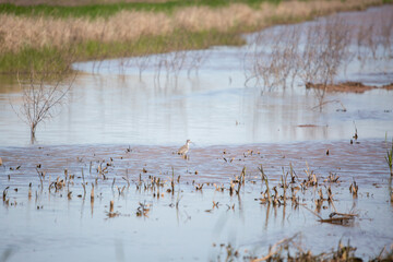 Greater Yellowlegs Calling
