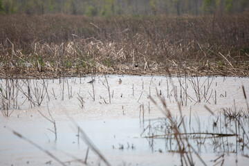 Greater Yellowlegs