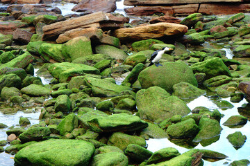 Landscape nature of green moss on rocks on the beach at Royal national park coastal walk in Sydney NSW Australia - Nature travel track from Wattamolla  
