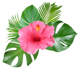 Pink Hibiscus flowers and monstera leaves in a tropical arrangement isolated on transparent background - obrazy, fototapety, plakaty