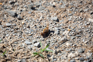 Common Buckeye Butterfly