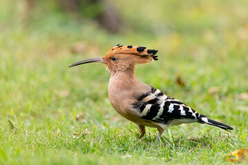 Eurasian hoopoe bird on grassy ground on blurred natural background, Upupa epops © KANSTANTSIN