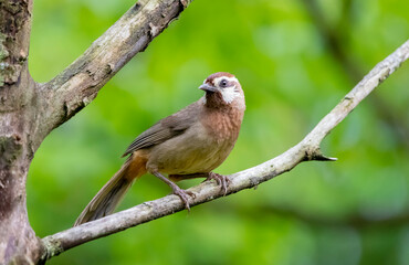 white-browed laughingthrush bird sitting on a branch on a blurred natural background, Pterorhinus sannio