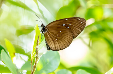 Euploea midamus, colorful butterfly sitting on a green leaf on a blurred natural background