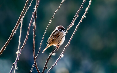 house sparrow bird sitting on a branch on a blurred natural background, Passer domesticus