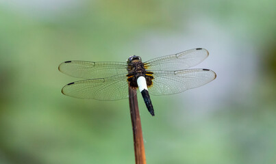 Black and white dragonfly sitting on a stem on a blurred natural background