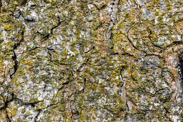 background from the bark of a tree covered with moss.bark texture close up.