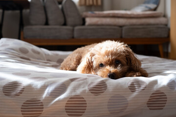 リビングでくつろぐトイプードル