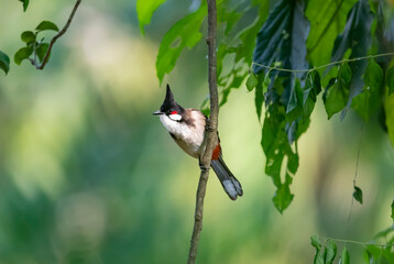 red-whiskered bulbul bird sitting on a branch on a blurred natural background  Pycnonotus jocosus