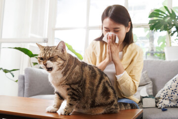 asian young woman sneezing and suffering from cat fur allergy at home. diseases from pet.