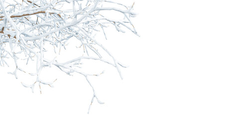 Isolated snow covered branches of tree on white background
