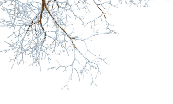 Snow covered branches of tree on white