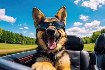 Papier Peint photo Chambre denfants Portrait of a German shepherd dog with goggles sitting in a car. Background with landscape panorama.