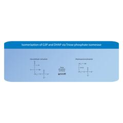 Isomeriaztion of glyceraldehyde-3-phosphate (G3P) and dihydroxyacetone phosphate (DHAP) via Triose phosphate isomerase, molecular skeletal formula diagram on on blue background. - obrazy, fototapety, plakaty
