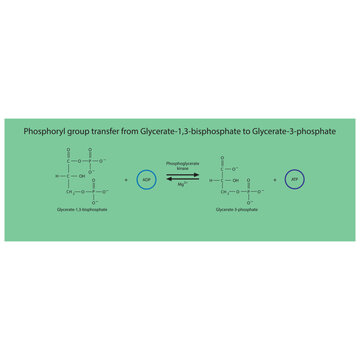 Phosphoryl group transfer from Glycerate-1,3-bisphosphate to Glycerate-3-phosphate via phoglycerate kinase, molecular skeletal formula diagram on on green background.