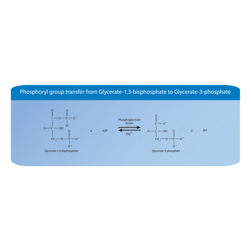 Phosphoryl group transfer from Glycerate-1,3-bisphosphate to Glycerate-3-phosphate via phoglycerate kinase, molecular skeletal formula diagram on on blue background.