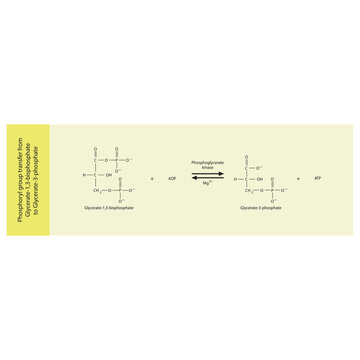 Phosphoryl group transfer from Glycerate-1,3-bisphosphate to Glycerate-3-phosphate via phoglycerate kinase, molecular skeletal formula diagram on on yellow background.
