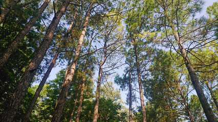 Landscape image of tall trees in Murray, Pakistan. Beautiful image of treetin northern areas of Pakistan.