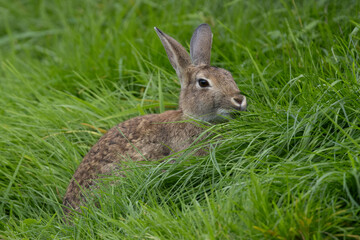 Ein fressendes Wildkaninchen sitzt in der Seitenansicht in hohem Gras