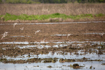 Flock of Long-Billed Dowitchers Landing in a Field
