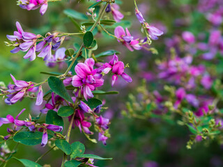 ピンク色の萩の花が満開