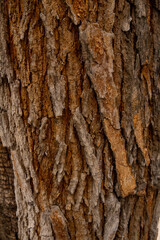 Obraz premium close-up shot of wooden bark of a tree with the scalp structure and dry unstructured geometry in shape