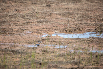 Pectoral Sandpiper Foraging