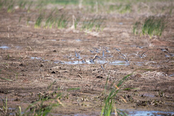 Pectoral Sandpipers Foraging