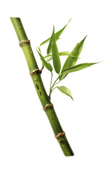 Fototapeta na wymiar piece of bamboo 
