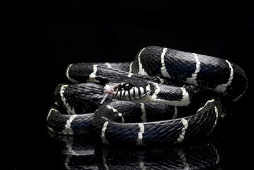 Black and white snake on a black background