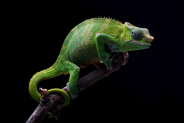 A chameleon on a tree branch with a dark background