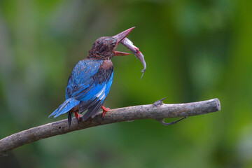 Close-up photo of a white-throated kingfisher 