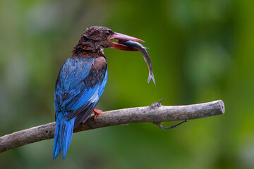 Close-up photo of a white-throated kingfisher 