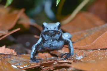 Poison dart frog on a leaf