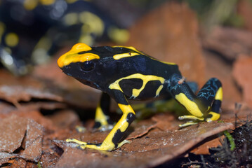 Poison dart frog on a leaf