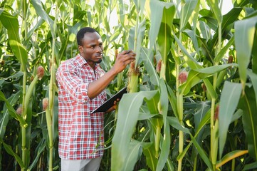 African American Farmer or Agronomist inspects the corn crop. The concept of agriculture.