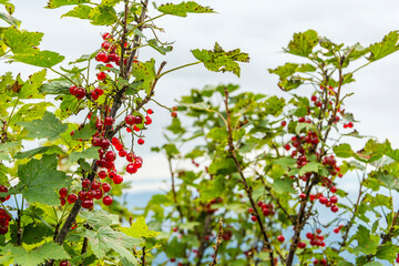 Ripe red fruits of the Ribes petraeum bush in the natural environment. Together with other species, it forms the Pineto mugo carpaticum vegetation complex. - 651834998