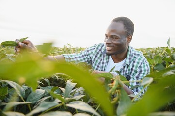 An African American male farmer or agronomist inspects soybeans in a field at sunset.