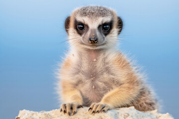 A meerkat perched on a rocky outcrop, gazing into the distance, as if contemplating the vastness of the savannah, its silhouette against the sunset sky conveying a sense of freedom and adventure in th © Matthias