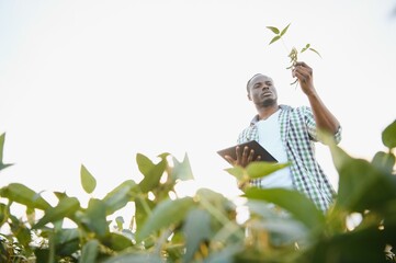 An African American male farmer or agronomist inspects soybeans in a field at sunset.
